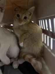 Shelter Stray Female Cat last seen Near VAN GOGH DR, EL PASO, TX, 79936, CITY of El Paso, TX, 5001 Fred Wilson Ave, El Paso, TX 79906, USA