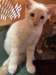 Shelter Stray Male Cat last seen Near VAN GOGH DR, EL PASO, TX, 79936, CITY of El Paso, TX, 5001 Fred Wilson Ave, El Paso, TX 79906, USA