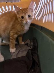 Shelter Stray Male Cat last seen Near VAN GOGH DR, EL PASO, TX, 79936, CITY of El Paso, TX, 5001 Fred Wilson Ave, El Paso, TX 79906, USA