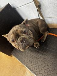 Shelter Stray Male Dog last seen Near Rock Mountain Rd, Lithonia, GA 30058, 30058, GA, 3280 Chamblee Dunwoody Rd, Chamblee, GA 30341, USA