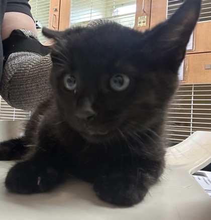 Shelter Stray Male Cat last seen Near Terrace Trl, Decatur, GA 30035, 30035, GA, 3280 Chamblee Dunwoody Rd, Chamblee, GA 30341, USA