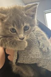 Shelter Stray Male Cat last seen Near Terrace Trl, Decatur, GA 30035, 30035, GA, 3280 Chamblee Dunwoody Rd, Chamblee, GA 30341, USA
