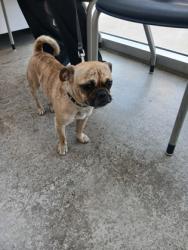 Shelter Stray Male Dog last seen Near PINE DUNES DR, North District, TX, 355 Hillshire Dr, Haslet, TX 76052, USA