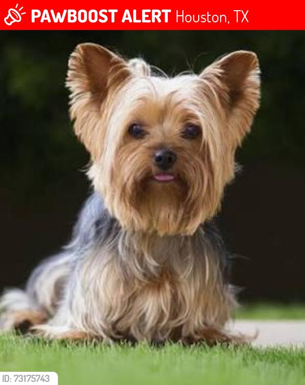 Lost Female Dog last seen Dashwood dr and chetwood dr, Houston, TX 77081