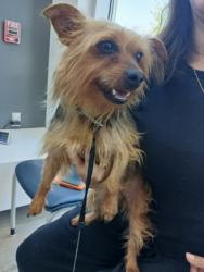 Shelter Stray Female Dog last seen Near PINE DUNES DR, North District, TX, 355 Hillshire Dr, Haslet, TX 76052, USA