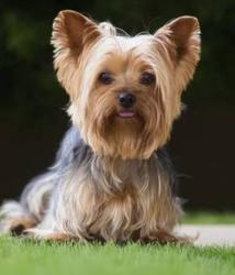 Lost Female Dog last seen Dashwood dr and chetwood dr, Houston, TX 77081