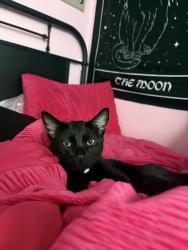 Reunited Male Cat last seen LAST SEEN: Morning Star Park Geranium St & Shadyview St. Winchester CA 92596, French Valley, CA 92596