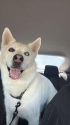 Reunited Male Dog last seen East bay rd and symmes, Gibsonton, FL 33534