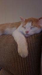 Lost Male Cat last seen Lake Shore and Seaway, near Ed White Elementary, El Lago, TX 77586
