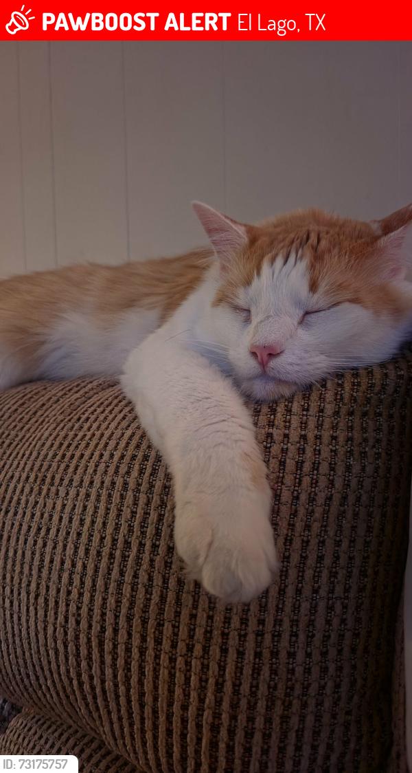 Lost Male Cat last seen Lake Shore and Seaway, near Ed White Elementary, El Lago, TX 77586