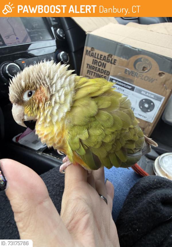 Found/Stray Unknown Bird last seen Padanaram Rd, Danbury, CT 06810