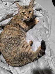 Reunited Female Cat last seen McVoid rd and cr 4797, Springtown, TX 76082
