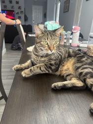 Lost Male Cat last seen Near Avenue K, Fort Pierce, FL 34950
