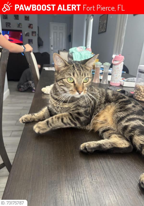 Lost Male Cat last seen Near Avenue K, Fort Pierce, FL 34950