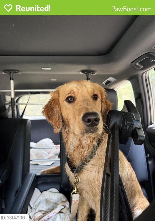 Reunited Female Dog last seen Across from chase bank on high horse rd, Cary, NC 27519