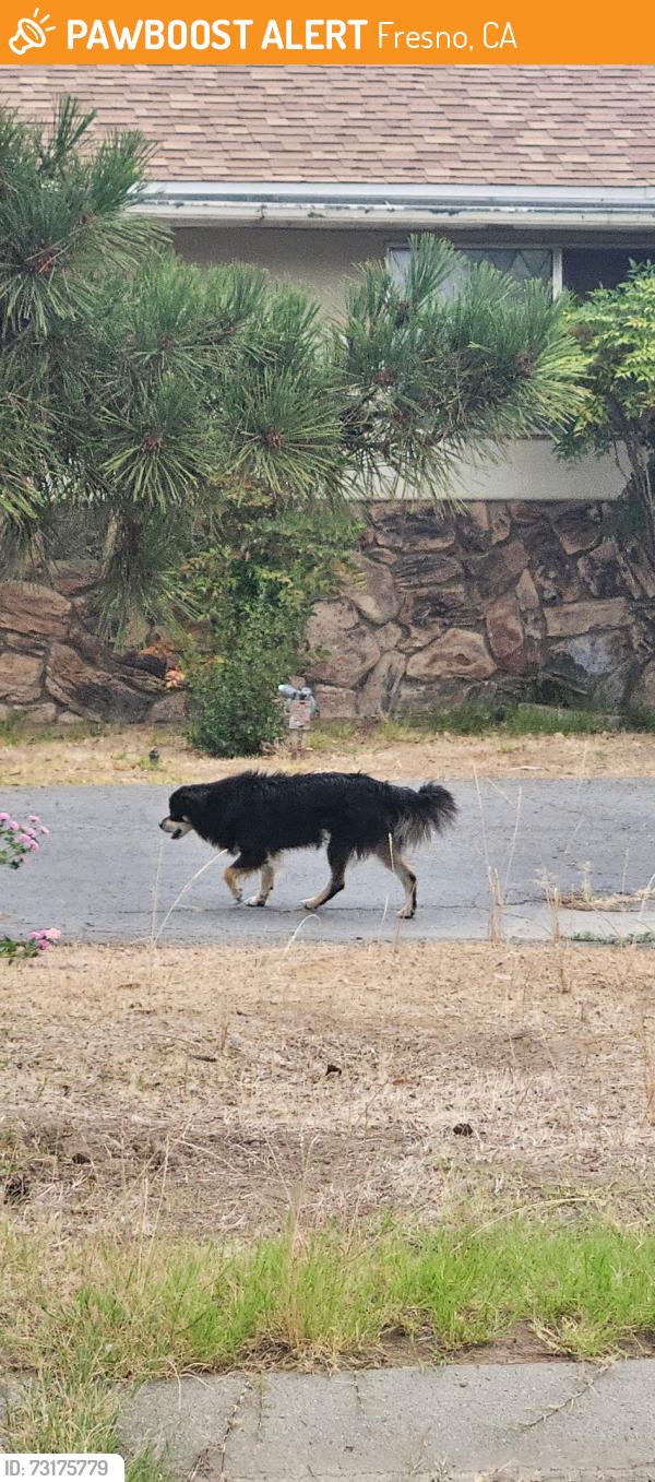 Found/Stray Unknown Dog last seen S. Renn Ave between Dwight and Hamilton, Fresno, CA 93727