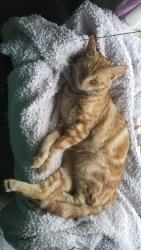 Reunited Female Cat last seen Lydia Lane, Clayton, CA 94517