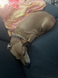 Reunited Male Dog last seen Muggsys Bar, St. Augustine, FL 32084