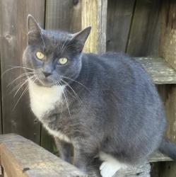 Lost Female Cat last seen Geneva between Athens and Naples, San Francisco, CA 94112