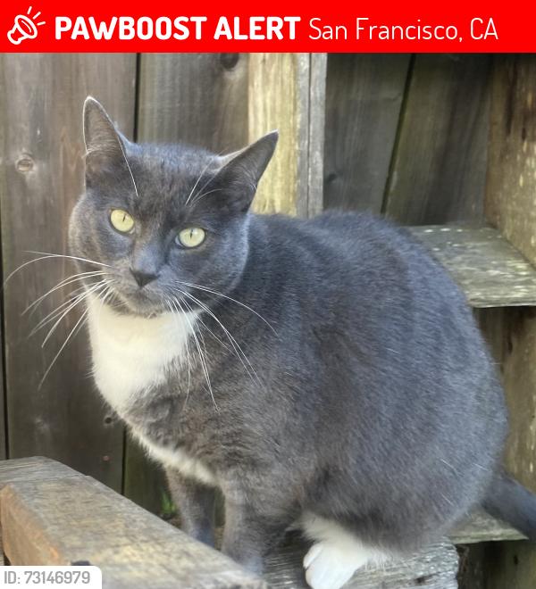 Lost Female Cat last seen Geneva between Athens and Naples, San Francisco, CA 94112