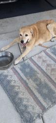 Found/Stray Unknown Dog last seen Valley view orangethorpe, Buena Park, CA 90620