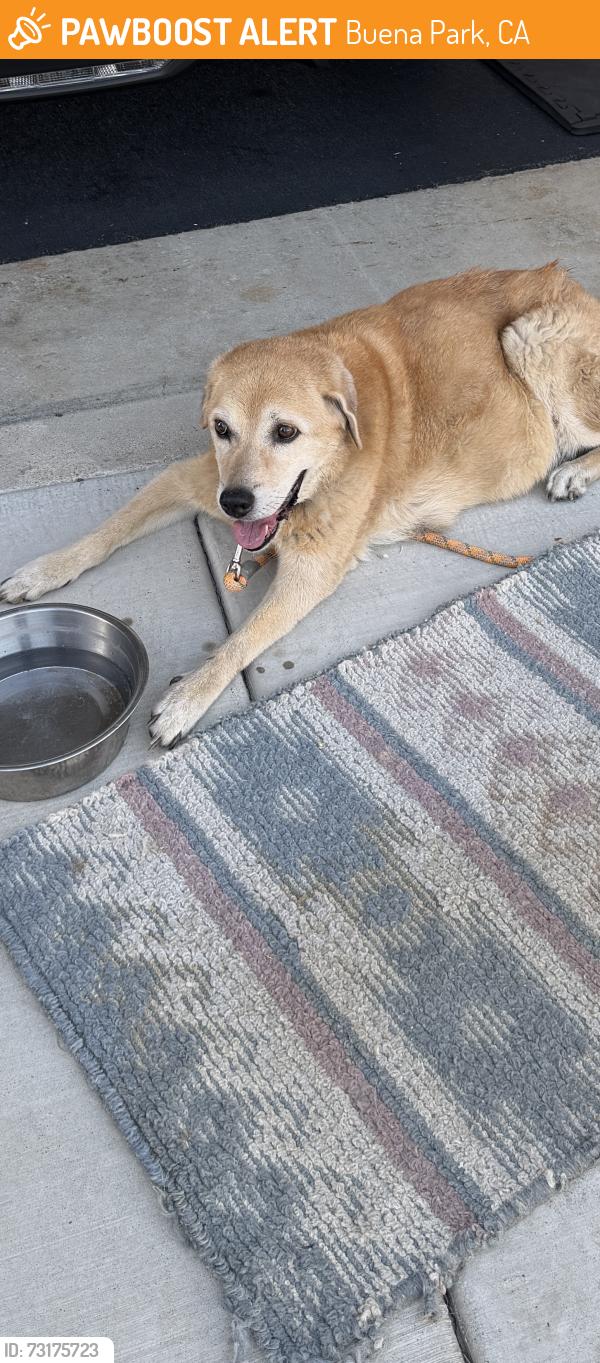 Found/Stray Unknown Dog last seen Valley view orangethorpe, Buena Park, CA 90620