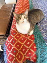 Lost Male Cat last seen Near, Placitas, NM 87043