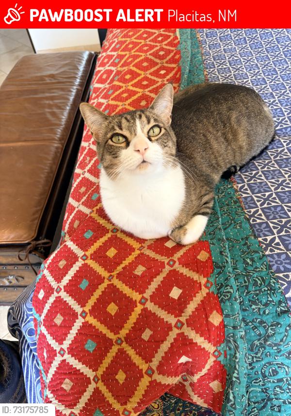Lost Male Cat last seen Near, Placitas, NM 87043