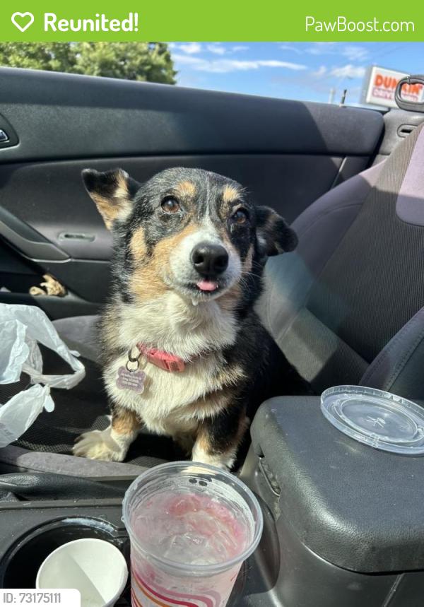 Reunited Female Dog last seen Rolling Acres Dr, Johnson City, TN 37615, USA, Johnson City, TN 37615