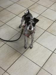 Shelter Stray Male Dog last seen Holland Rd, VIRGINIA BEACH, VA, 23453, 341 S Birdneck Rd, Virginia Beach, VA 23451, USA