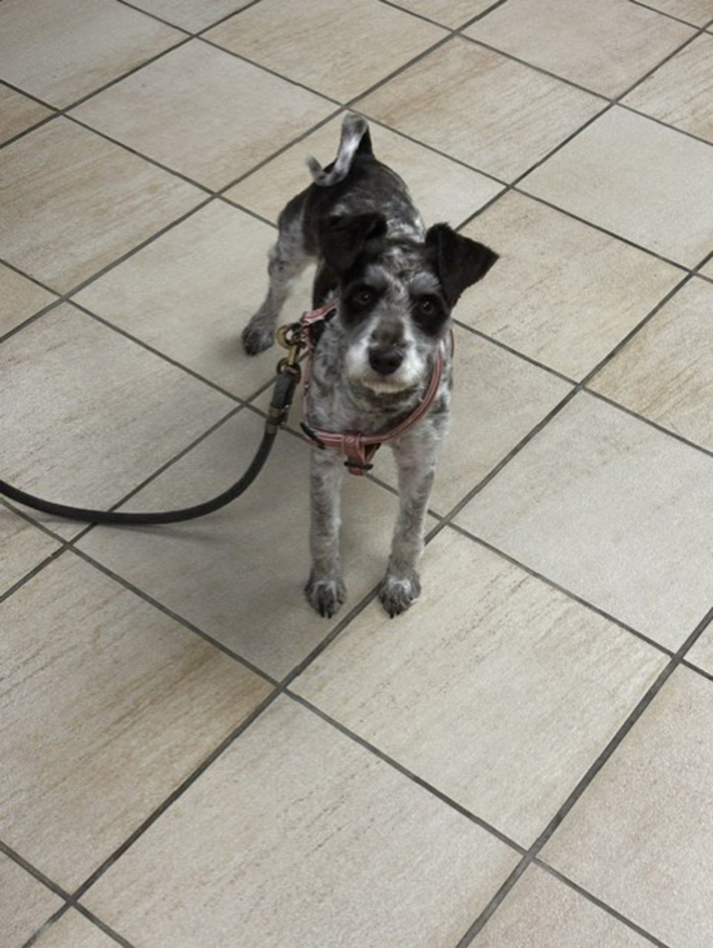 Shelter Stray Male Dog last seen Holland Rd, VIRGINIA BEACH, VA, 23453, 341 S Birdneck Rd, Virginia Beach, VA 23451, USA
