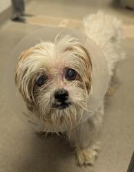 Shelter Stray Female Dog last seen Near W 500 Street N, SALT LAKE CITY, UT, 84115, 511 W 3900 S, Salt Lake City, UT 84123, USA