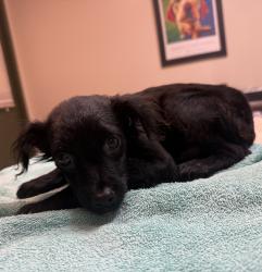 Shelter Stray Male Dog last seen las Positas, LIVERMORE, CA, 94550, 8323 Baldwin St, Oakland, CA 94621, USA