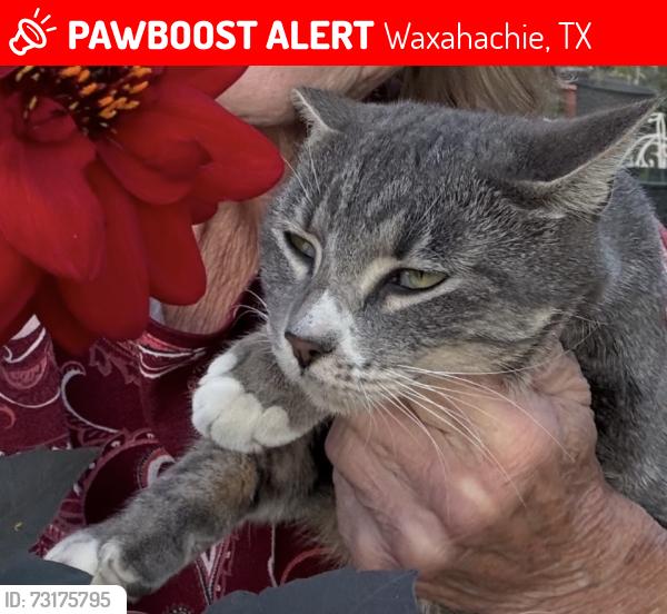 Lost Female Cat last seen Shawnee & Springfield Dr., Waxahachie, TX 75165