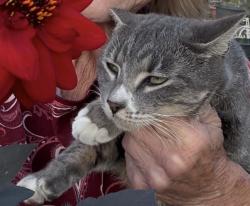 Lost Female Cat last seen Shawnee & Springfield Dr., Waxahachie, TX 75165