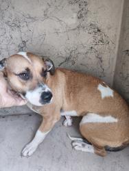 Shelter Stray Male Dog last seen Near Alva Road, YOUNGSVILLE, LA, 70592, 410 Dugas Rd, Lafayette, LA 70507, USA