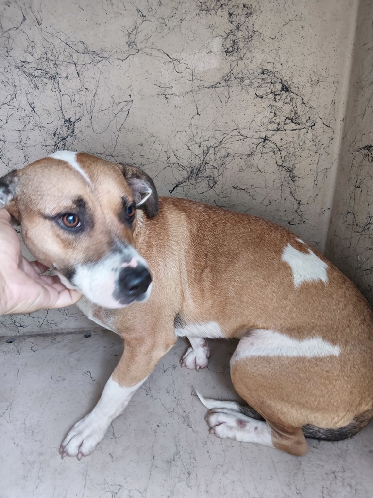 Shelter Stray Male Dog last seen Near Alva Road, YOUNGSVILLE, LA, 70592, 410 Dugas Rd, Lafayette, LA 70507, USA