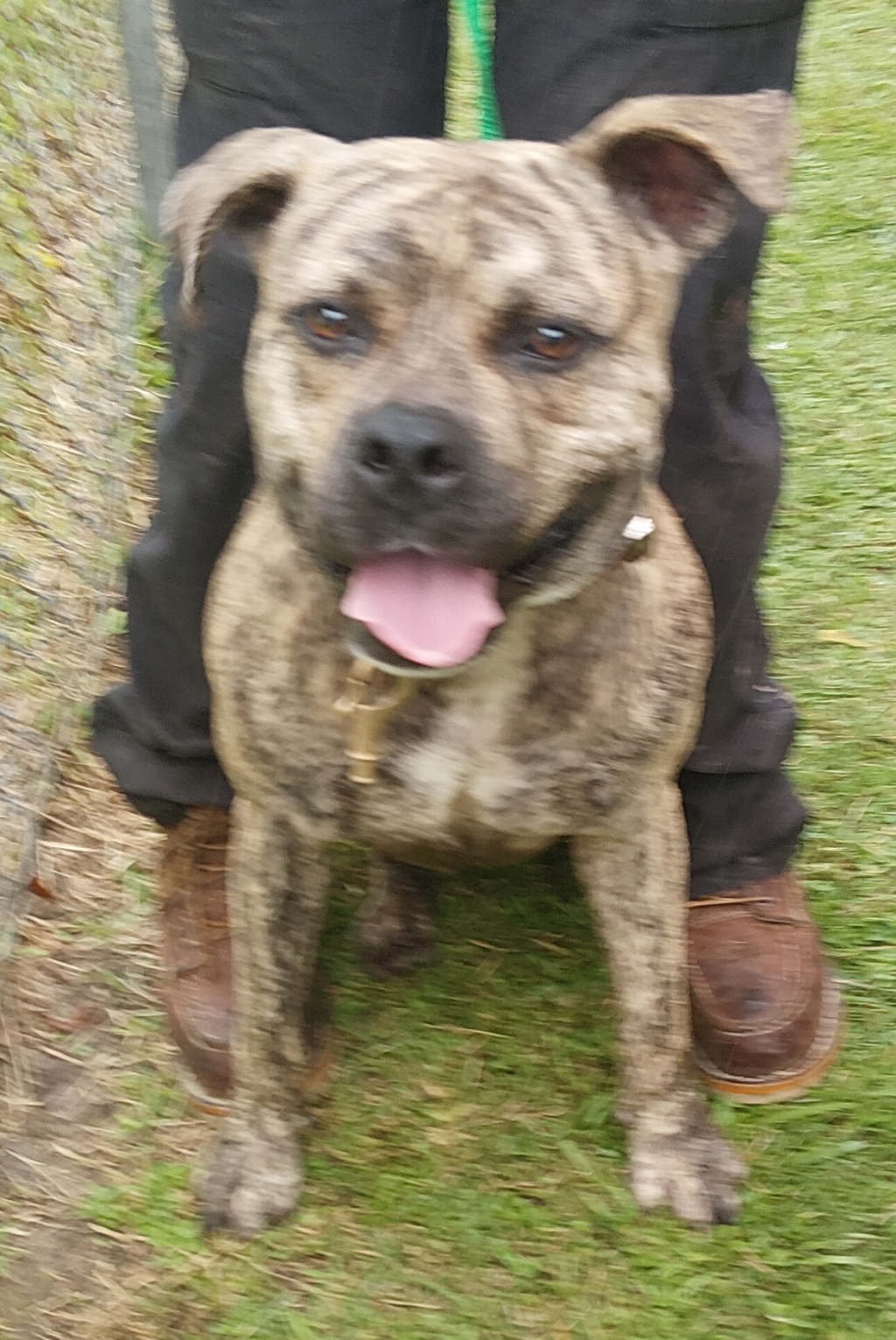Shelter Stray Male Dog last seen Near Ike B Street, LAFAYETTE, LA, 70501, 410 Dugas Rd, Lafayette, LA 70507, USA