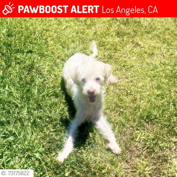 Lost Male Dog last seen W 12th st and Keniston ave, Los Angeles, CA 90005