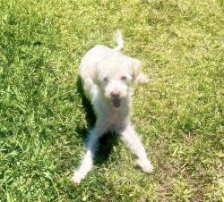 Lost Male Dog last seen W 12th st and Keniston ave, Los Angeles, CA 90005