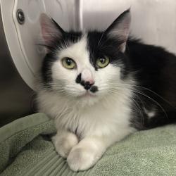 Shelter Stray Female Cat last seen Ponderosa Drive SE, Port Orchard, WA, 98366, 9167 Dickey Rd NW, Silverdale, WA 98383, USA