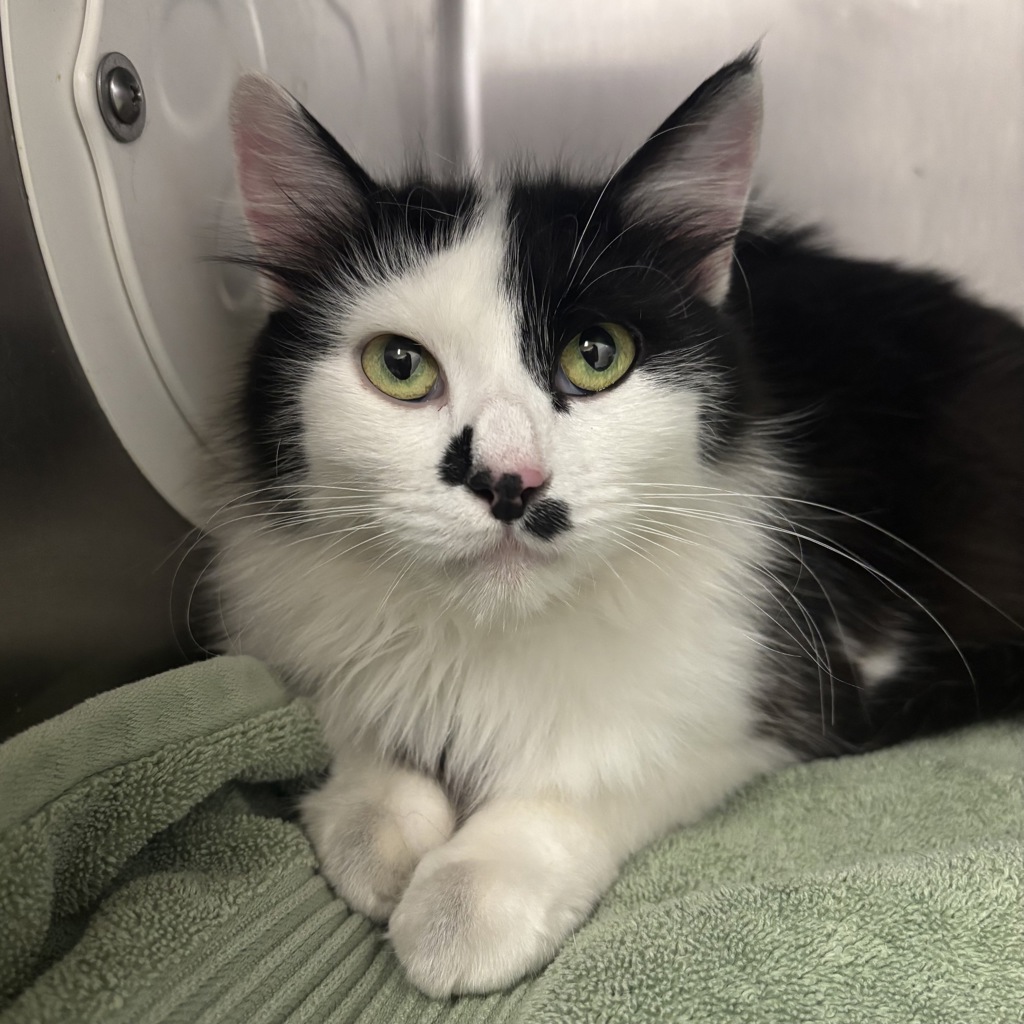 Shelter Stray Female Cat last seen Ponderosa Drive SE, Port Orchard, WA, 98366, 9167 Dickey Rd NW, Silverdale, WA 98383, USA