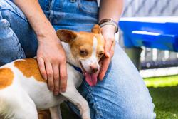 Shelter Stray Male Dog last seen Near Acari Street, San Diego, CA, 92111, 5500 Gaines St, San Diego, CA 92110, USA