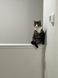 Lost Female Cat last seen Mojave hills neighborhood, Las Vegas, NV 89178