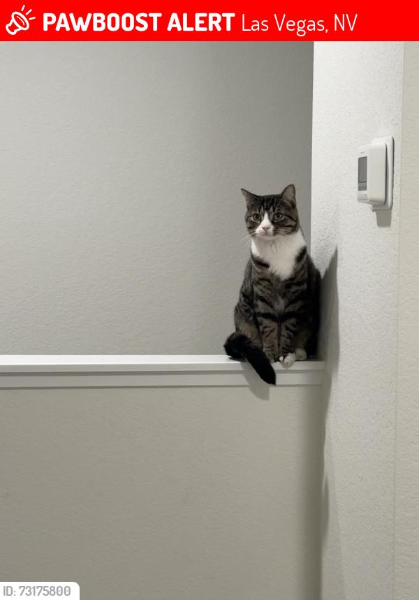 Lost Female Cat last seen Mojave hills neighborhood, Las Vegas, NV 89178