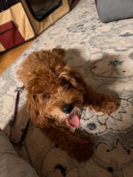 Reunited Female Dog last seen US 27, Minneola, FL 34715