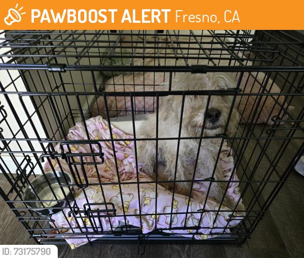 Found/Stray Male Dog last seen Chestnut and dwight, Fresno, CA 93702