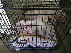 Found/Stray Male Dog last seen Chestnut and dwight, Fresno, CA 93702