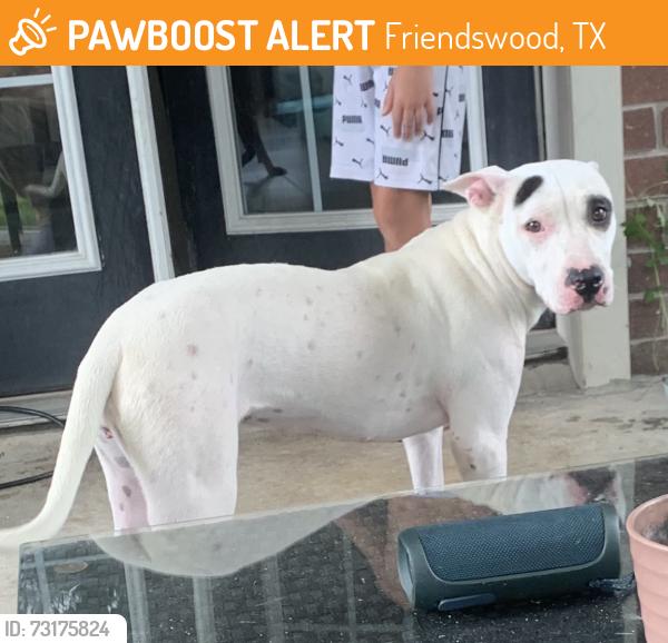 Found/Stray Female Dog last seen Heritage country lane, Friendswood, TX 77546