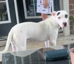 Found/Stray Female Dog last seen Heritage country lane, Friendswood, TX 77546